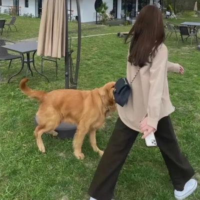 男排女将粤语